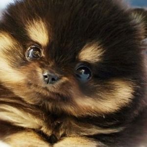 Meet your Posher, Isabella